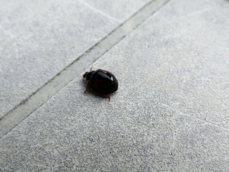 File:Harmonia axyridis 06.jpg