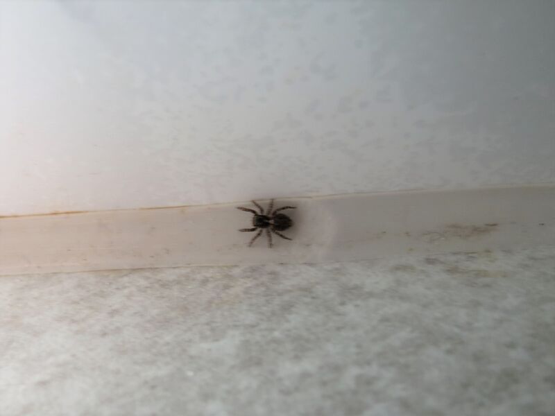 File:Pseudeuophrys lanigera 11.jpg