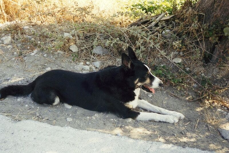 File:Canis familiaris 07.jpg