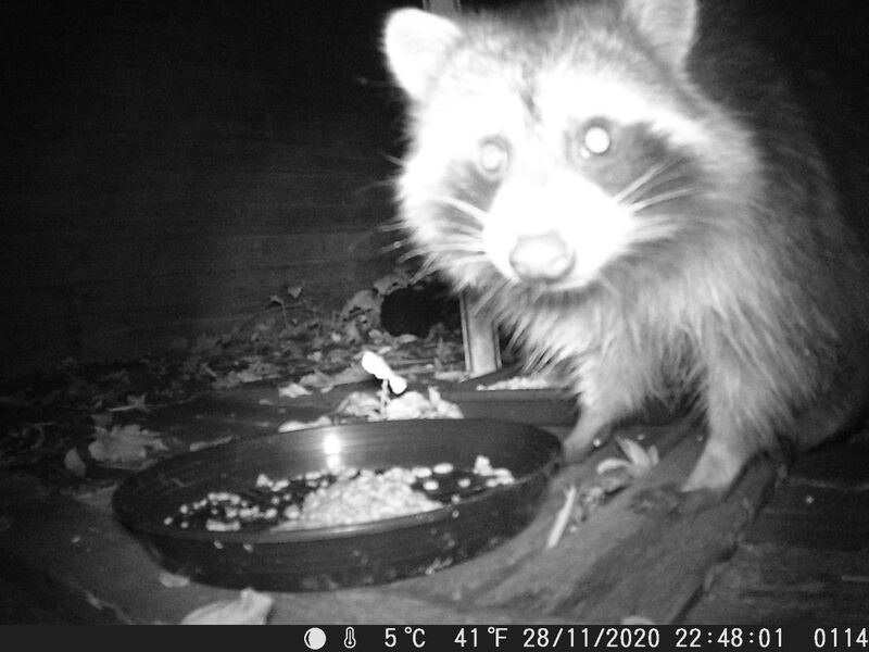 File:Procyon lotor 14.jpg