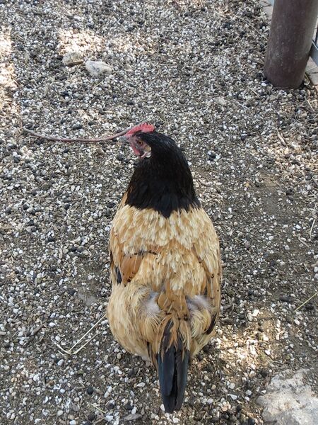 File:Gallus gallus 15.jpg