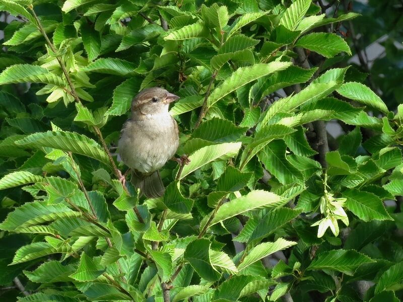 File:Passer domesticus 27.jpg