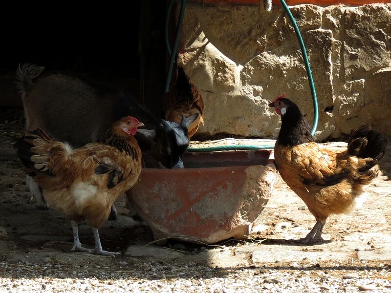 File:Capra hircus 15.jpg