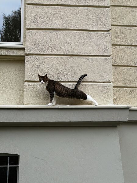 File:Felis catus 11.jpg