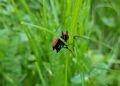 between grass 02