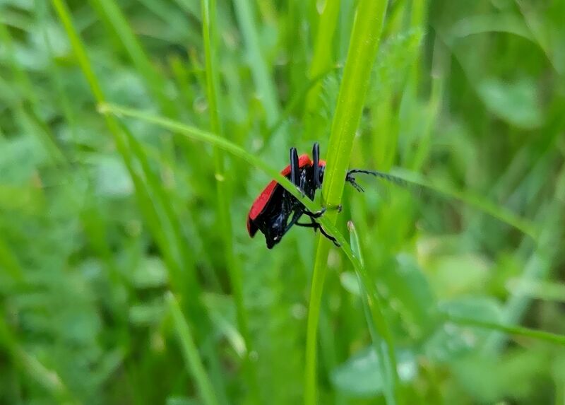 File:Pyrochroa coccinea 03.jpg