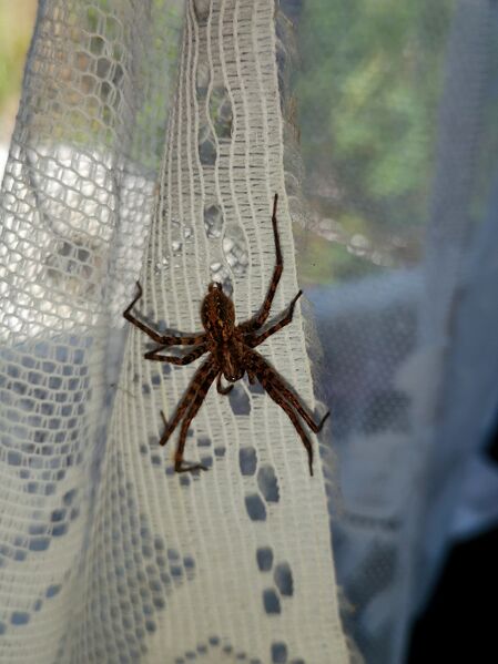 File:Tegenaria ferruginea 08.jpg