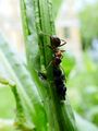 ants herding aphids 06