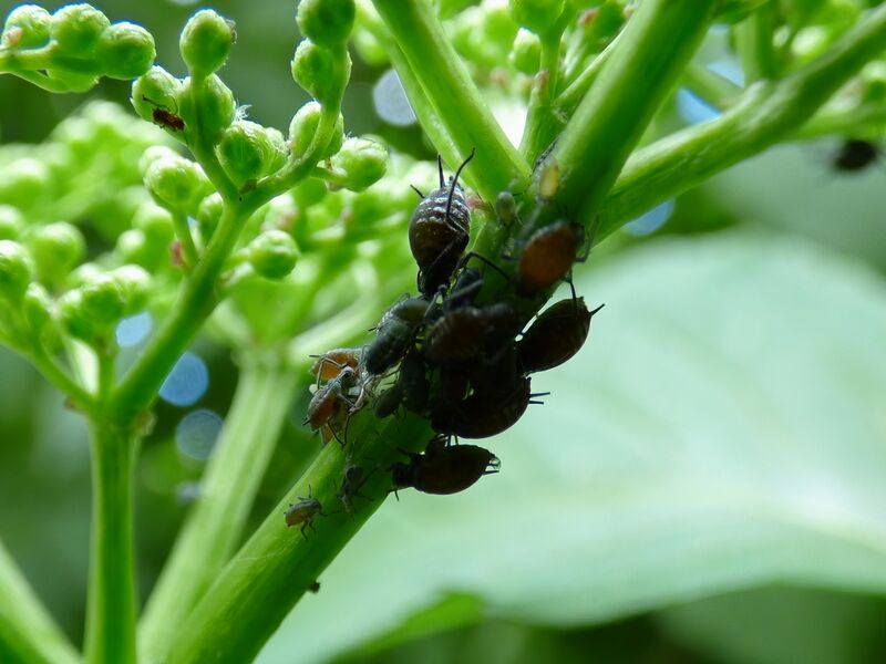 File:Aphis sambuci 02.jpg