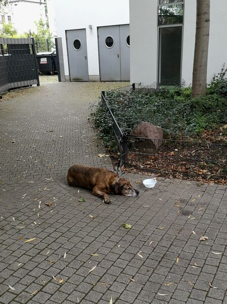 File:Canis familiaris 13.jpg