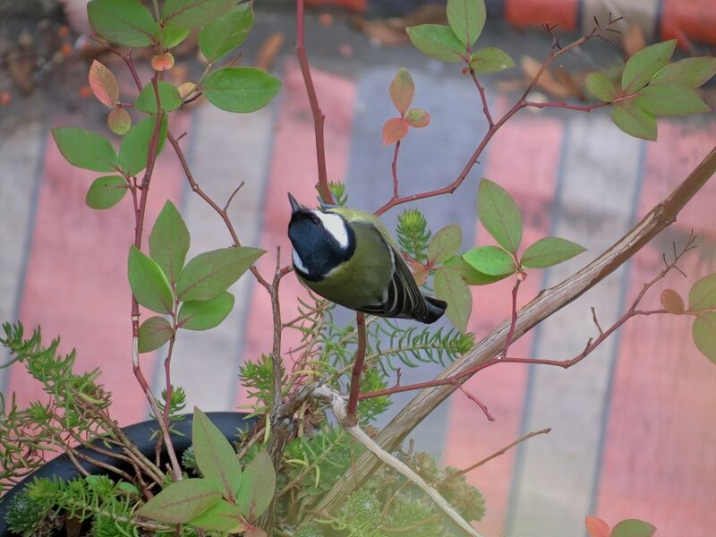 File:Parus major 04.jpg
