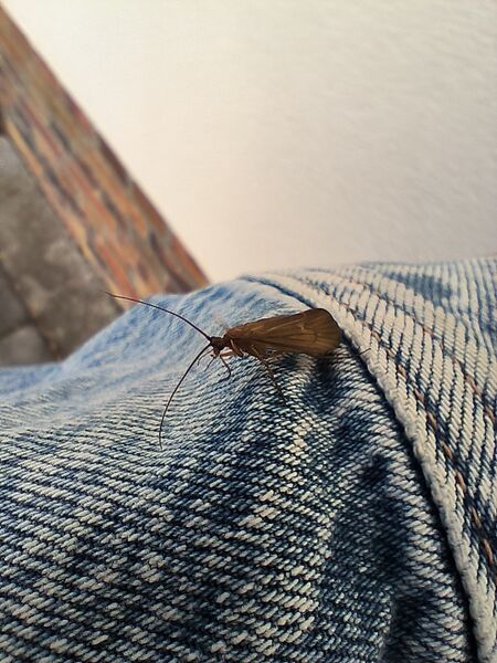 File:Anabolia nervosa 05.jpg