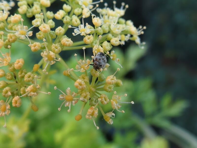 File:Anthrenus verbasci 01.jpg