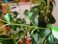 green on houseplant 01