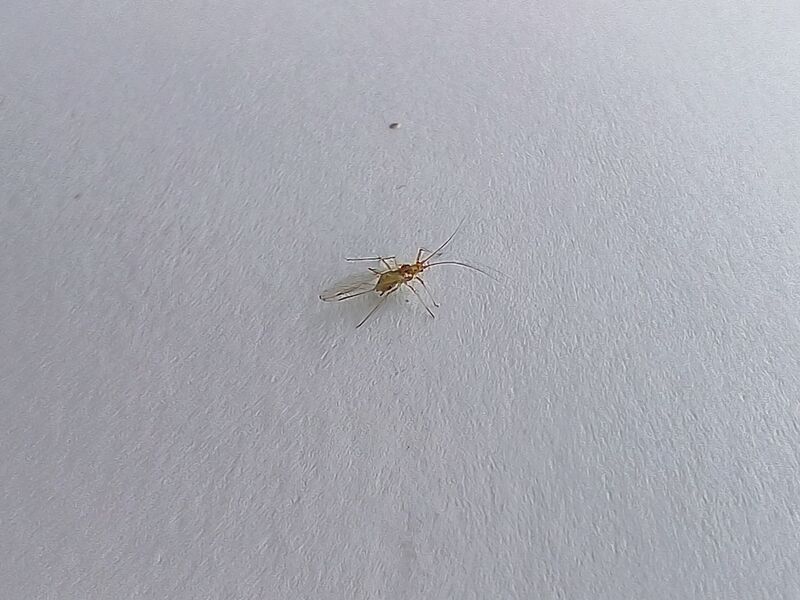 File:Aphidoidea 17.jpg