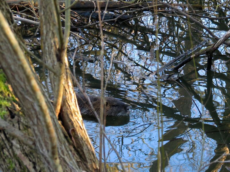 File:Myocastor coypus 01.jpg