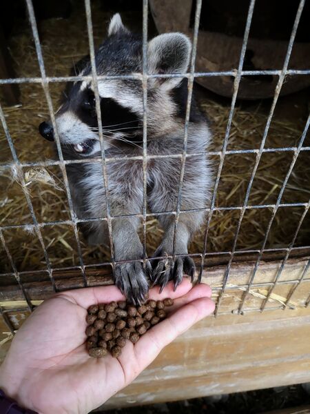 File:Procyon lotor 12.jpg