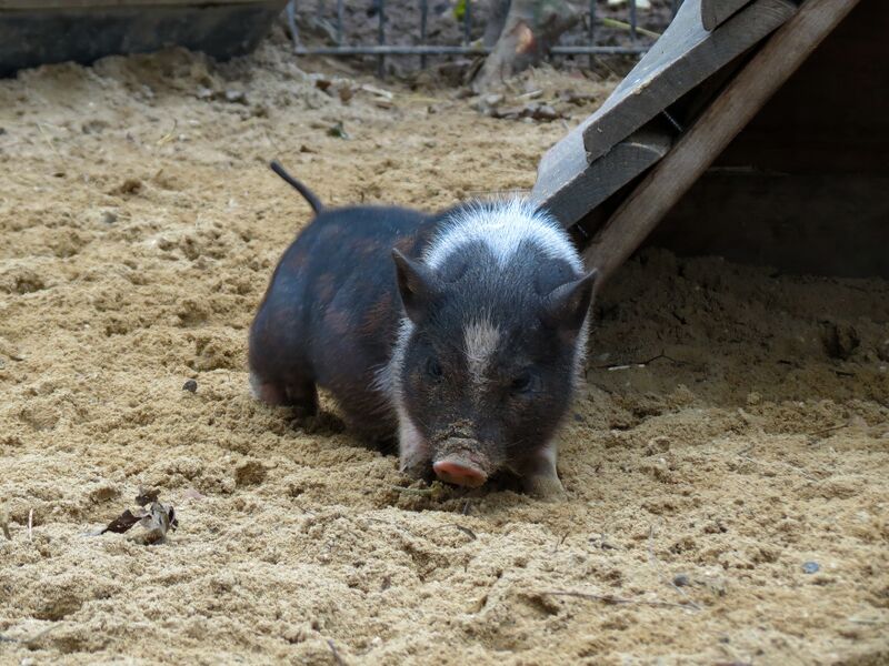 File:Sus scrofa 11.jpg