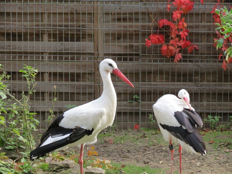 File:Ciconia ciconia 04.jpg