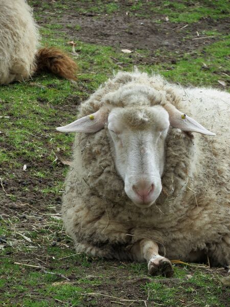 File:Ovis aries 07.jpg