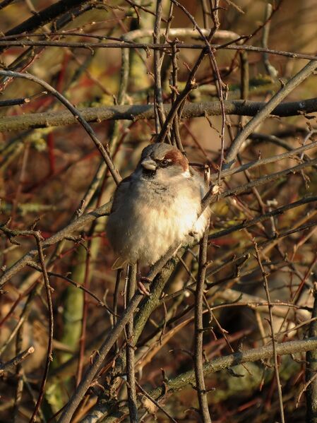 File:Passer domesticus 09.jpg