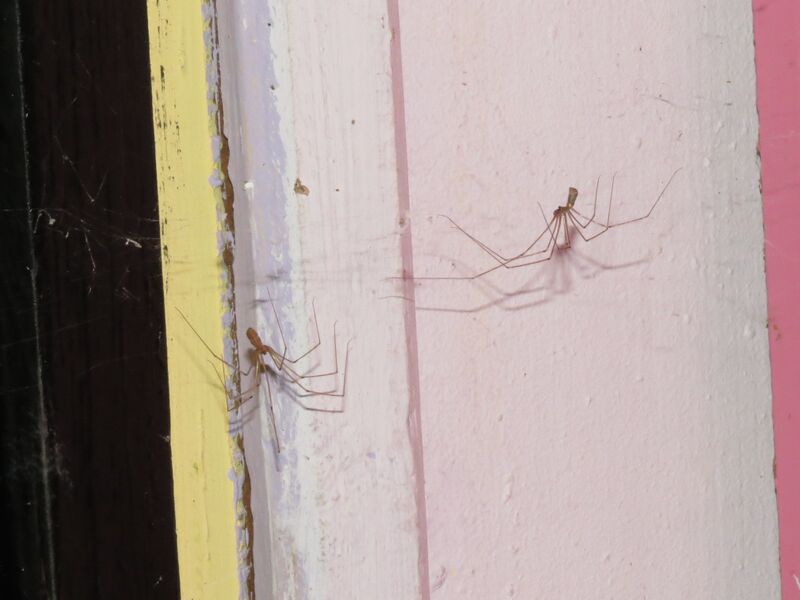 File:Pholcus phalangioides 15.jpg