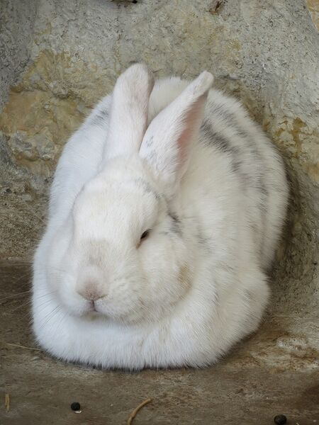 File:Oryctolagus cuniculus 03.jpg