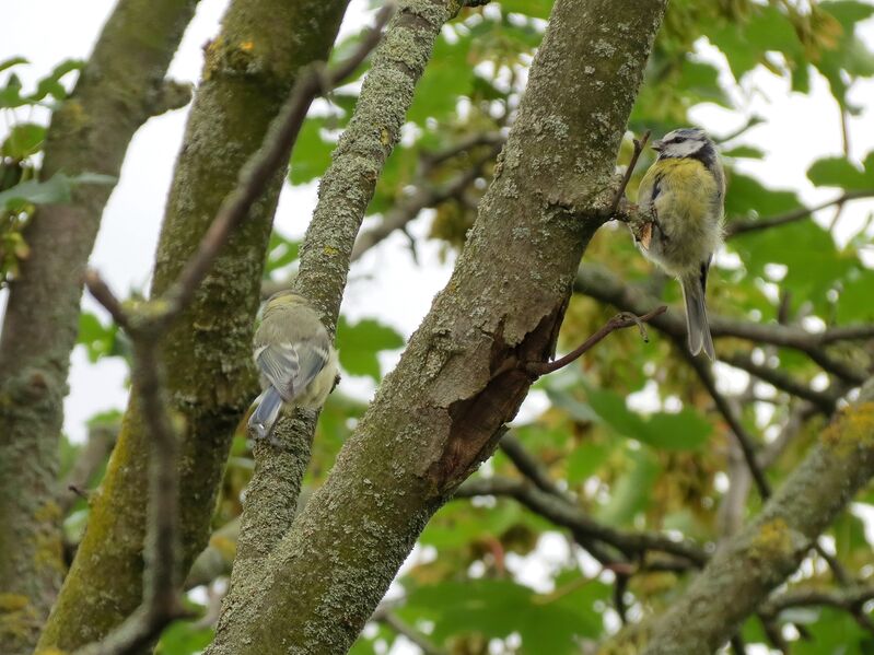 File:Cyanistes caeruleus 02.jpg