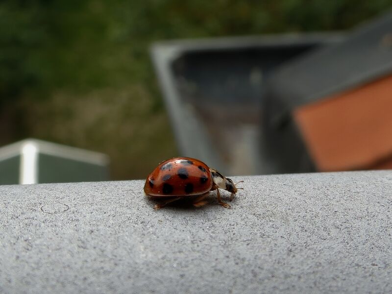 File:Harmonia axyridis 03.jpg