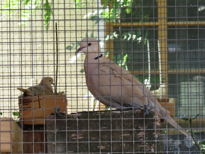 File:Streptopelia roseogrisea 05.jpg