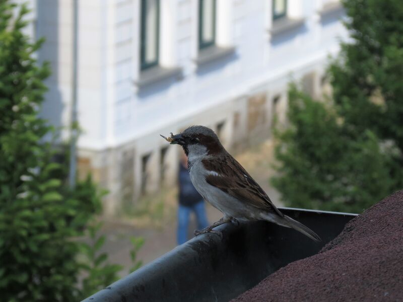 File:Passer domesticus 26.jpg