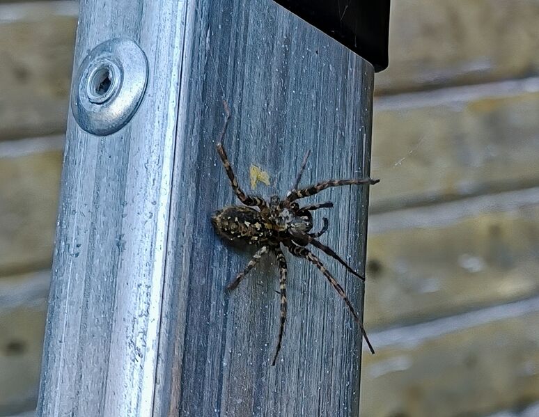 File:Tegenaria ferruginea 05.jpg