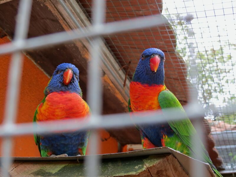 File:Trichoglossus moluccanus 02.jpg