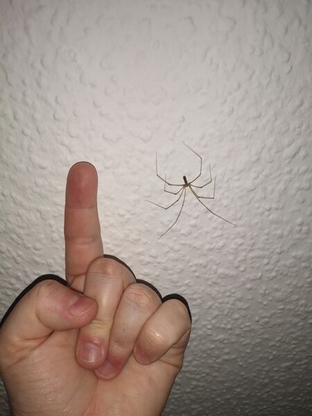 File:Pholcus phalangioides 18.jpg