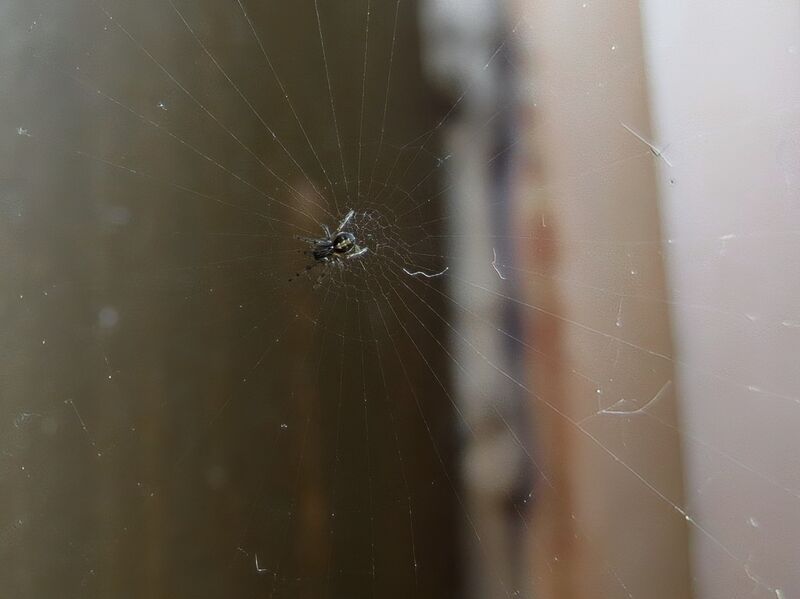 File:Zygiella x-notata 12.jpg