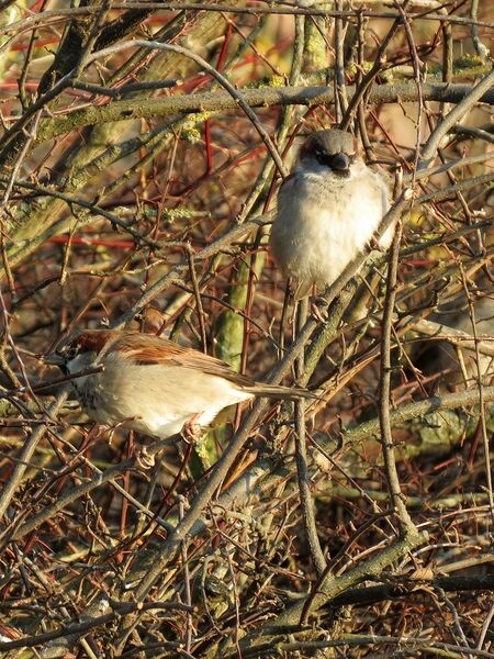 File:Passer domesticus 08.jpg