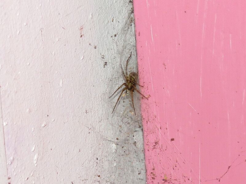 File:Tegenaria ferruginea 04.jpg