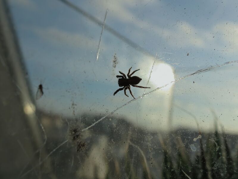 File:Pseudeuophrys lanigera 46.jpg
