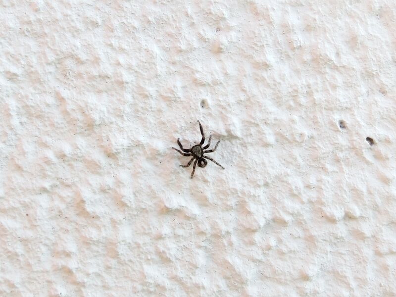 File:Pseudeuophrys lanigera 42.jpg