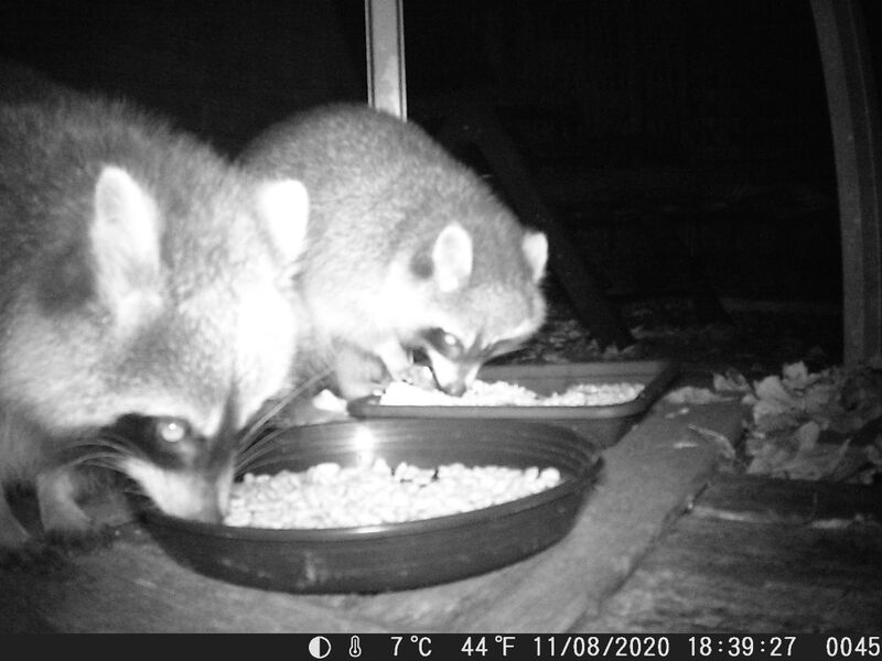 File:Procyon lotor 01.jpg