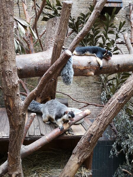 File:Ratufa macroura 03.jpg