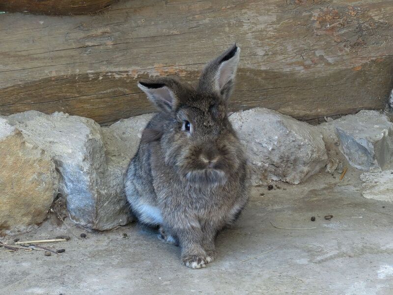 File:Oryctolagus cuniculus 02.jpg