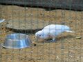 A small cockatoo of some sorts