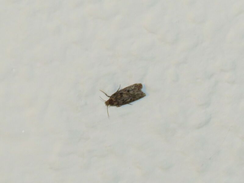 File:Hofmannophila pseudospretella 06.jpg