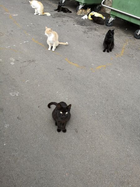File:Felis catus 06.jpg