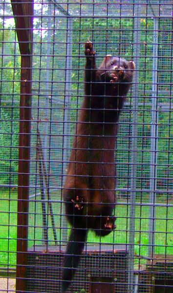 File:Mustela putorius 01.jpg