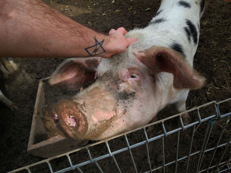 File:Sus scrofa 05.jpg