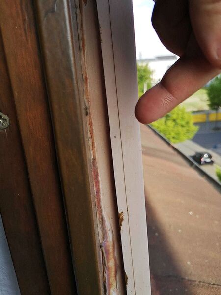 File:Zygiella x-notata 13.jpg