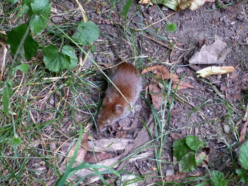 File:Clethrionomys glareolus 05.jpg