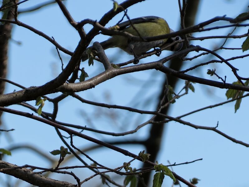 File:Cyanistes caeruleus 08.jpg